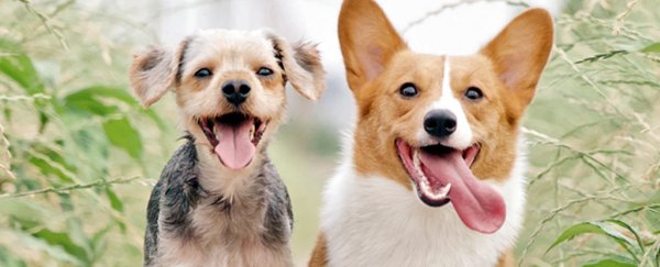 These 3 recent studies radically change what we understand about dogs