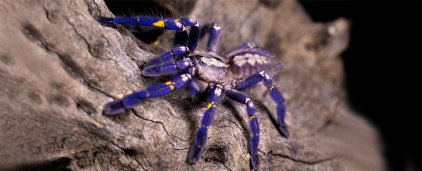 The mystery of tarantulas' brilliant colour schemes may finally be solved
