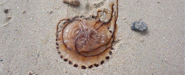 Scientists say jellyfish should become the next popular seafood