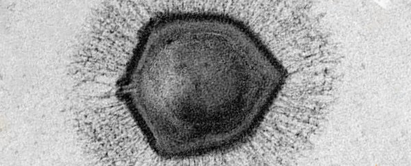 Giant viruses could explain the mysterious evolution of a key part of our cells
