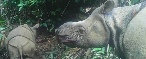 Two extremely rare Javan rhino babies have been seen in Indonesia, offering new hope
