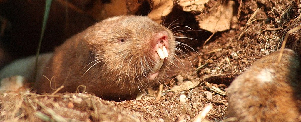 An Ansell's mole-rat in Zoo Leipzig 