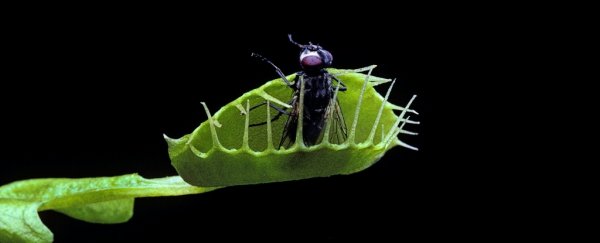 The World's Marvellously Freaky Carnivorous Plants Are in More Trouble Than We Knew