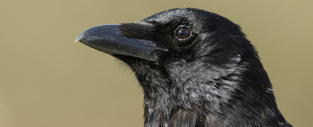 Crow Head