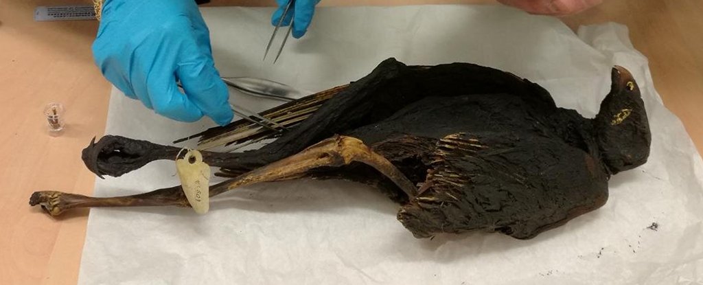 Embalming a dead bird