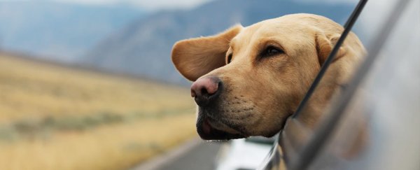 Wild hypothesis says animals sense magnetic fields thanks to microbes in their bodies