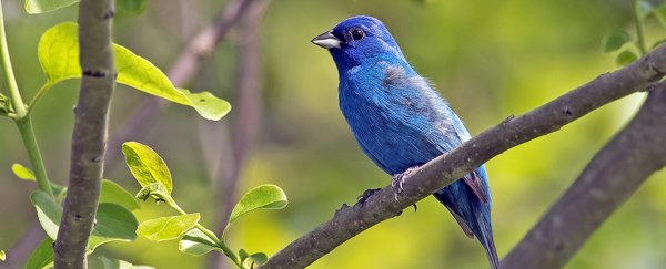 Why blue is one of the brightest colours we find in nature