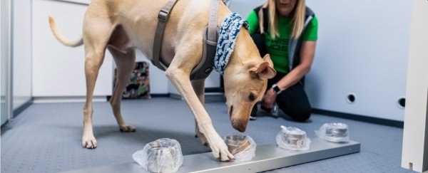 Dogs deployed at Helsinki airport can detect COVID-19 with almost 100% accuracy