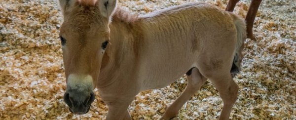 Scientists clone an endangered Przewalski's horse for the first time, and it's so cute