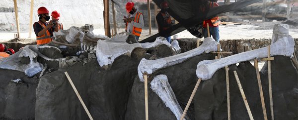 Photos: Incredibly well preserved mammoth bones keep turning up in Mexico