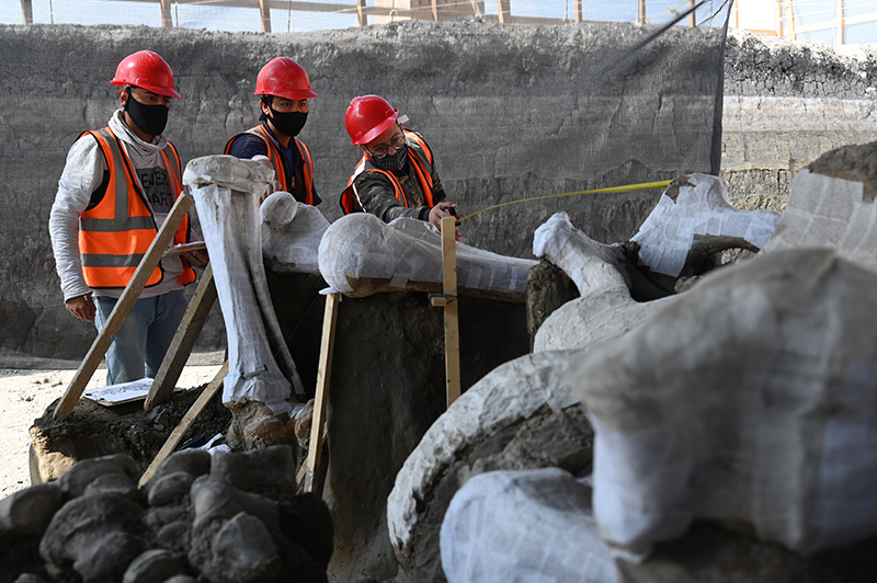 mammoth bones body 1