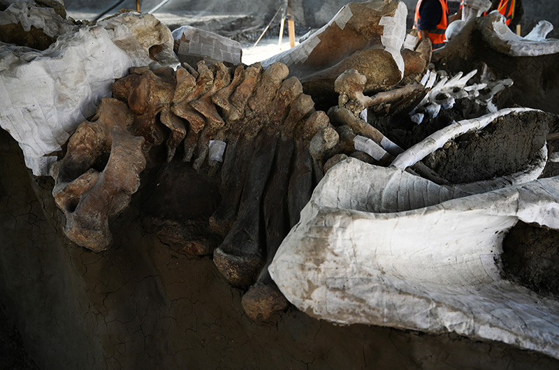 mammoth bones body 2