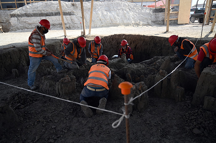 mammoth bones body 3