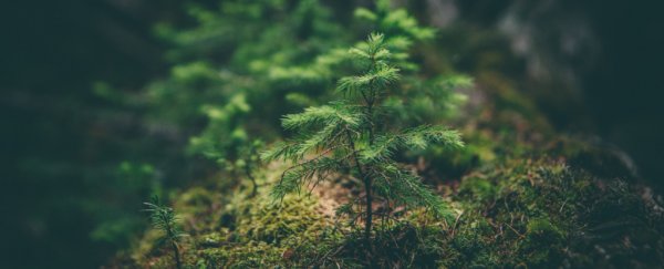 Too much CO2 has an unnerving effect on the world's trees, new study finds