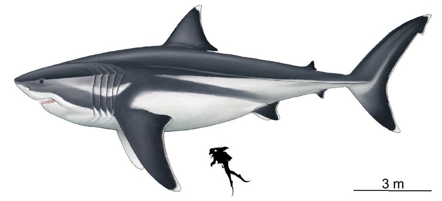 Palaeontologists Reveal What Could Be The True Proportions of The
