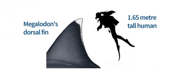 Palaeontologists reveal what could be the true proportions of the fearsome Megalodon