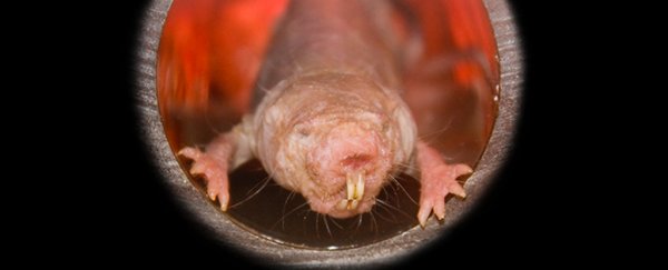 Naked mole rats would deafen themselves if they weren't already hard of hearing