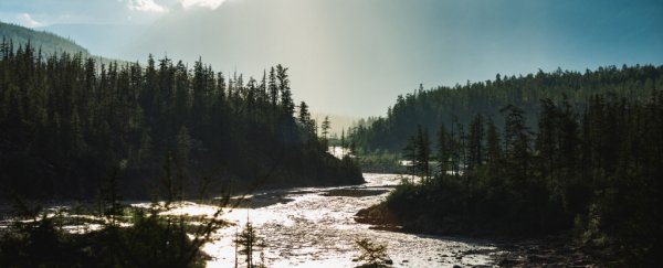 Phenomenon shrinking Arctic forests linked to legacy of Russia's most polluted city