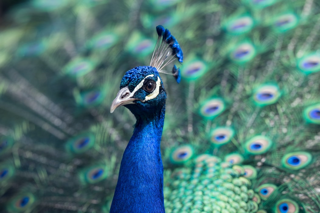 peacock body image structural colour