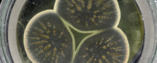 The Historic Fungus That Gave The World Penicillin Had Its Genome Sequenced