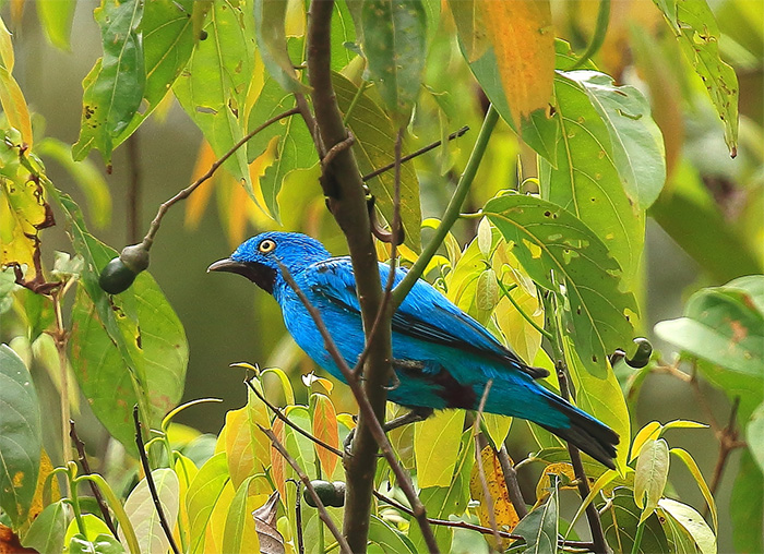 plum throated cotinga colour