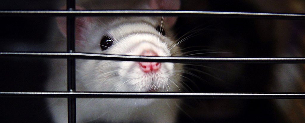 Why Do Scientists Experiment on Animals? : ScienceAlert