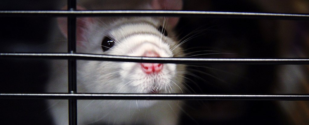 Why Do Scientists Experiment on Animals? : ScienceAlert Why Do Scientists Experiment on Animals? : ScienceAlert