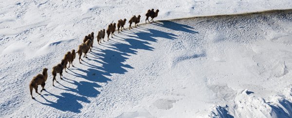 In just 50 years, Earth's wildlife populations have plummeted more than two-thirds