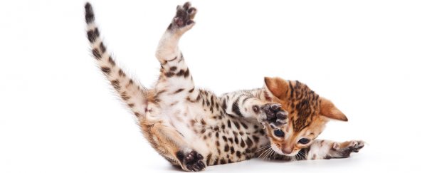 The Fate of Schrödinger's Cat Probably Isn't In The Hands of Gravity, Experiment Finds