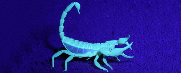 Scorpions are running rampant in Australia, and we might finally know why