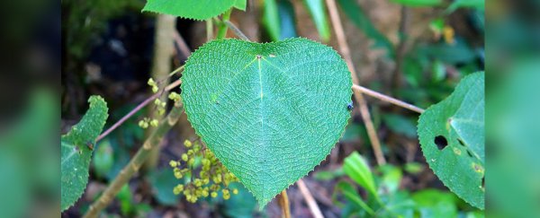 This toxic Australian plant injects scorpion-like venom. The pain can last for days
