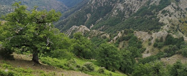 An ancient oak in Italy just turned out to be nearly 1,000 years old