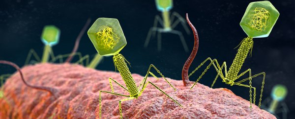 First compelling evidence of organisms that eat viruses as a food source