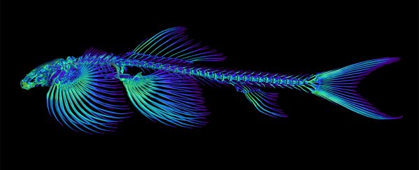 Scientists identify at least 11 fish species that may be capable of walking on land