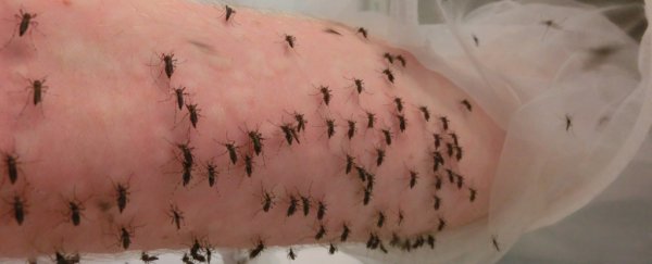 Lunch with mosquitoes