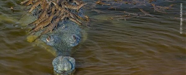 This endangered croc is piggybacking 100 babies after mating with '7 or 8 females'
