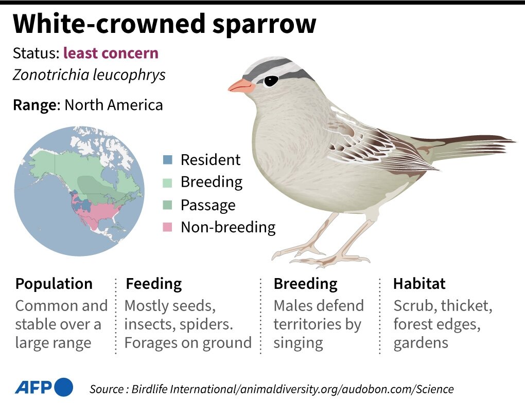White-crowned sparrow facts. (AFP/Birdlife International)