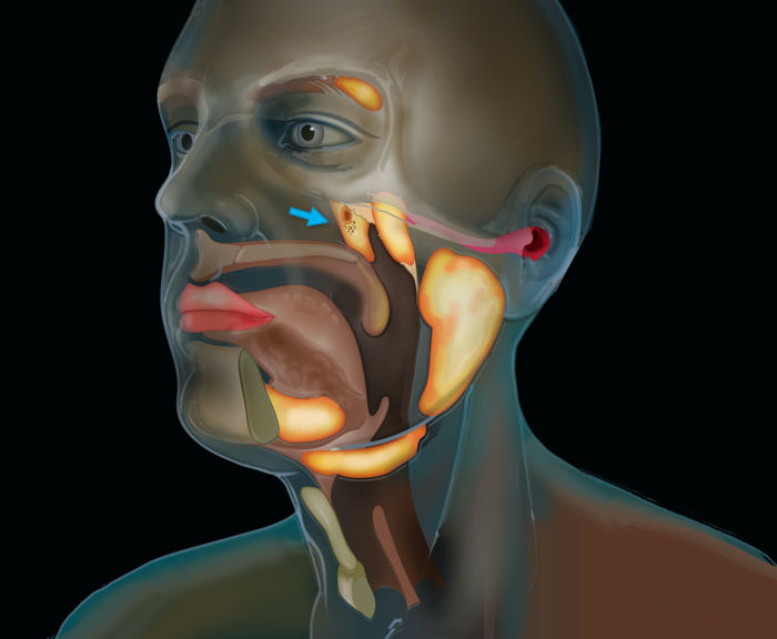 010 salivary glands 1