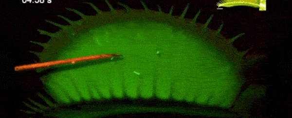 Chilling experiment pinpoints the moment you have a Venus flytrap's full attention