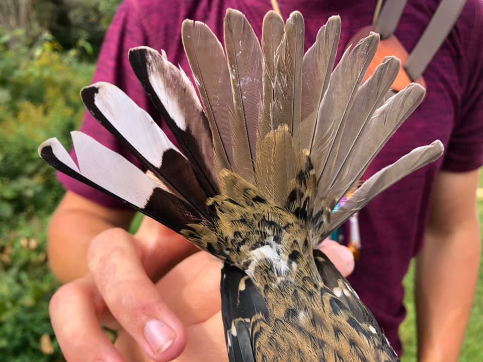 Los biólogos encuentran un pájaro espectacular que es tanto masculino como femenino, dividido por el medio 119989143_3156585327773591_1807736636401540925_n