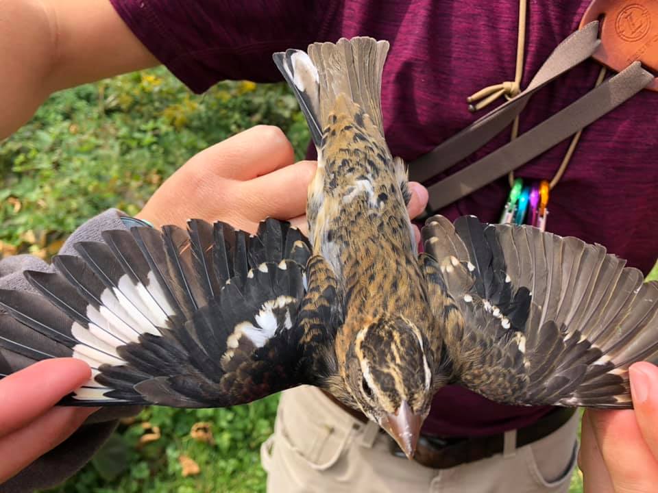 Los biólogos encuentran un pájaro espectacular que es tanto masculino como femenino, dividido por el medio 120039391_3156585401106917_3070772526615412298_n