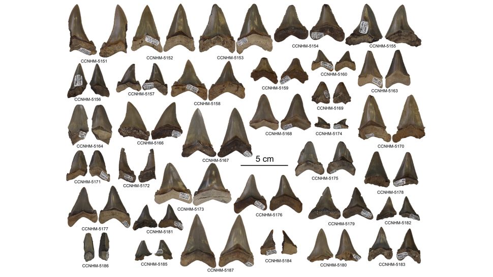 Carcharocles angustidens teeth discovered in South Carolina. (Addison Miller)