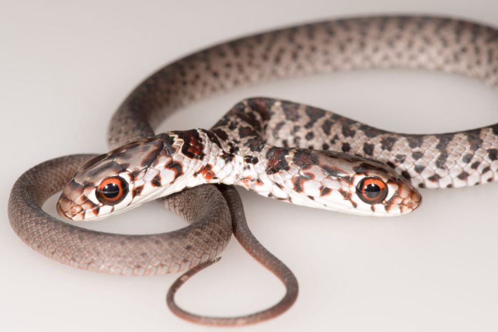 Dos the two-headed snake. (Jonathan Mays/FWC Fish and Wildlife Research Institute)