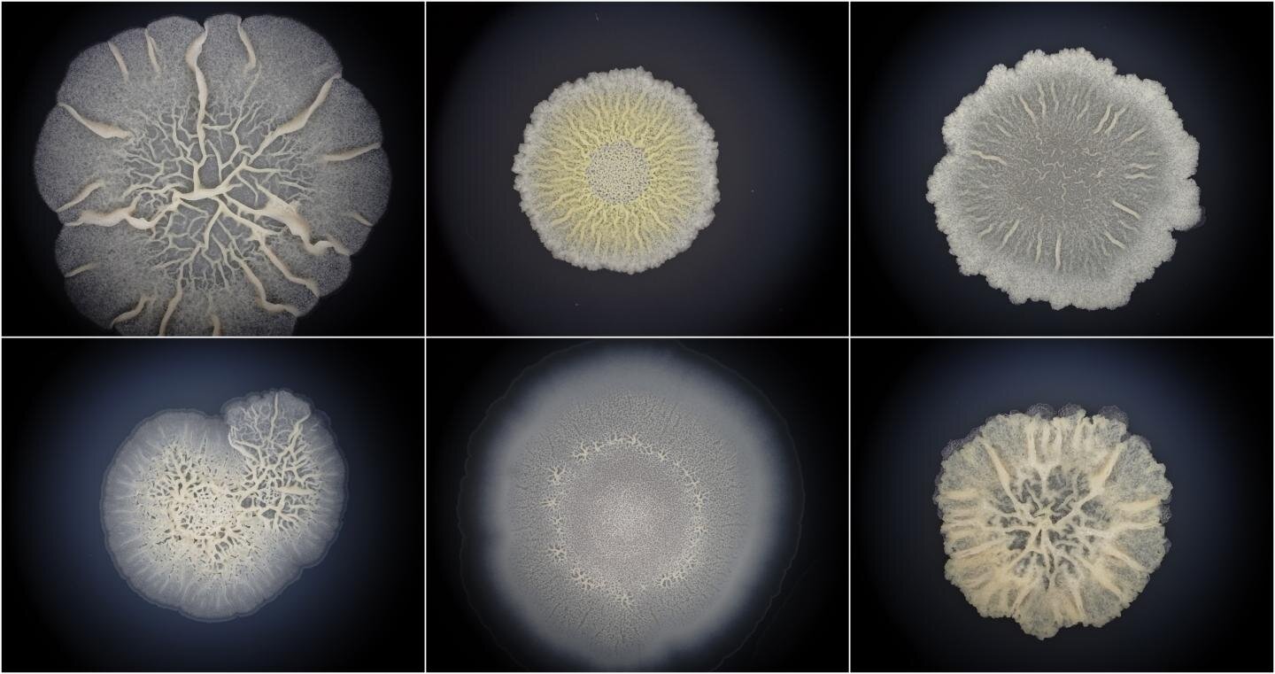 Bacillus subtilis biofilms. (Momir Futo/Ruđer Bošković Institute)