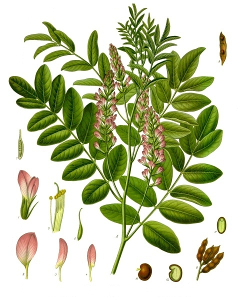 Licorice is produced from the Glycyrrhiza glabra plant. (Franz Eugen Köhler/Köhler's Medizinal-Pflanzen/Wikimedia)