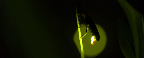 Fireflies love to synchronise their flashing lights. Now, we finally know how