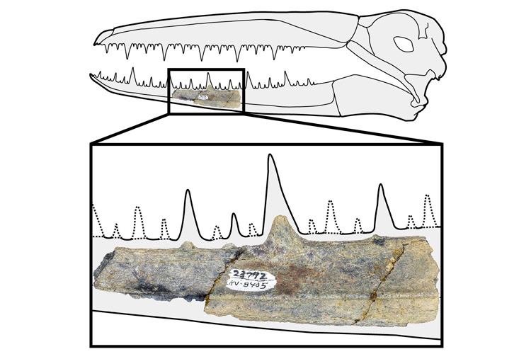 Fragment of fossilised pelagornithid jaw. (Peter Kloess/UC Berkeley)