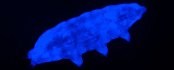 We just found another trick tardigrades use to be basically indestructible