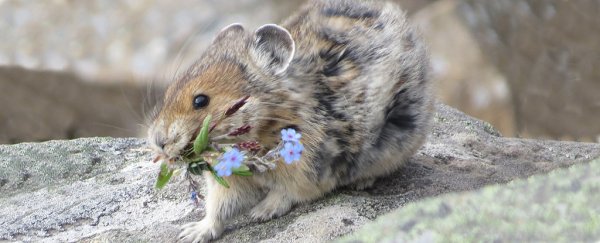 Study says an adorable species may be doing okay in climate change - the American pika!