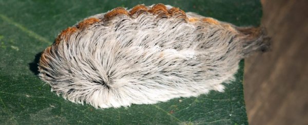 Poisonous caterpillars that look like bad wigs are popping up all over Virginia
